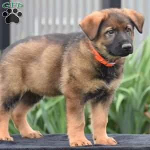 Mason, German Shepherd Puppy